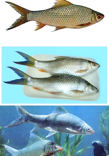 QQ_1784876522560-2.png